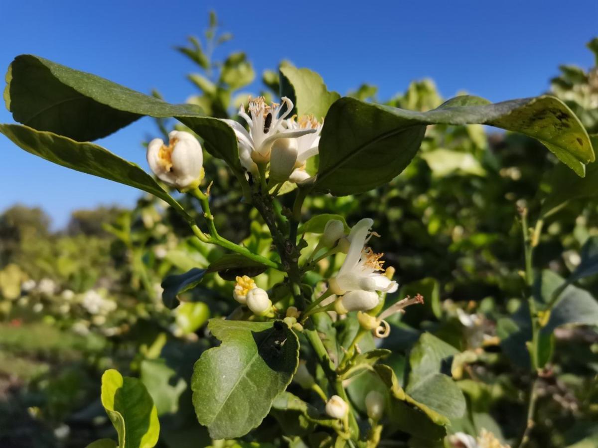 Profumo Di Zagara Acireale Villa Dış mekan fotoğraf